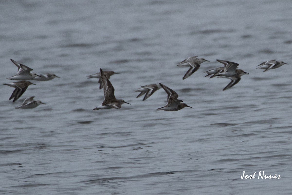 Curlew Sandpiper - ML334907321