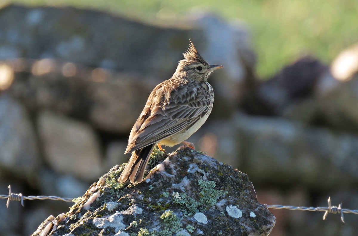 Thekla's Lark - ML334908191