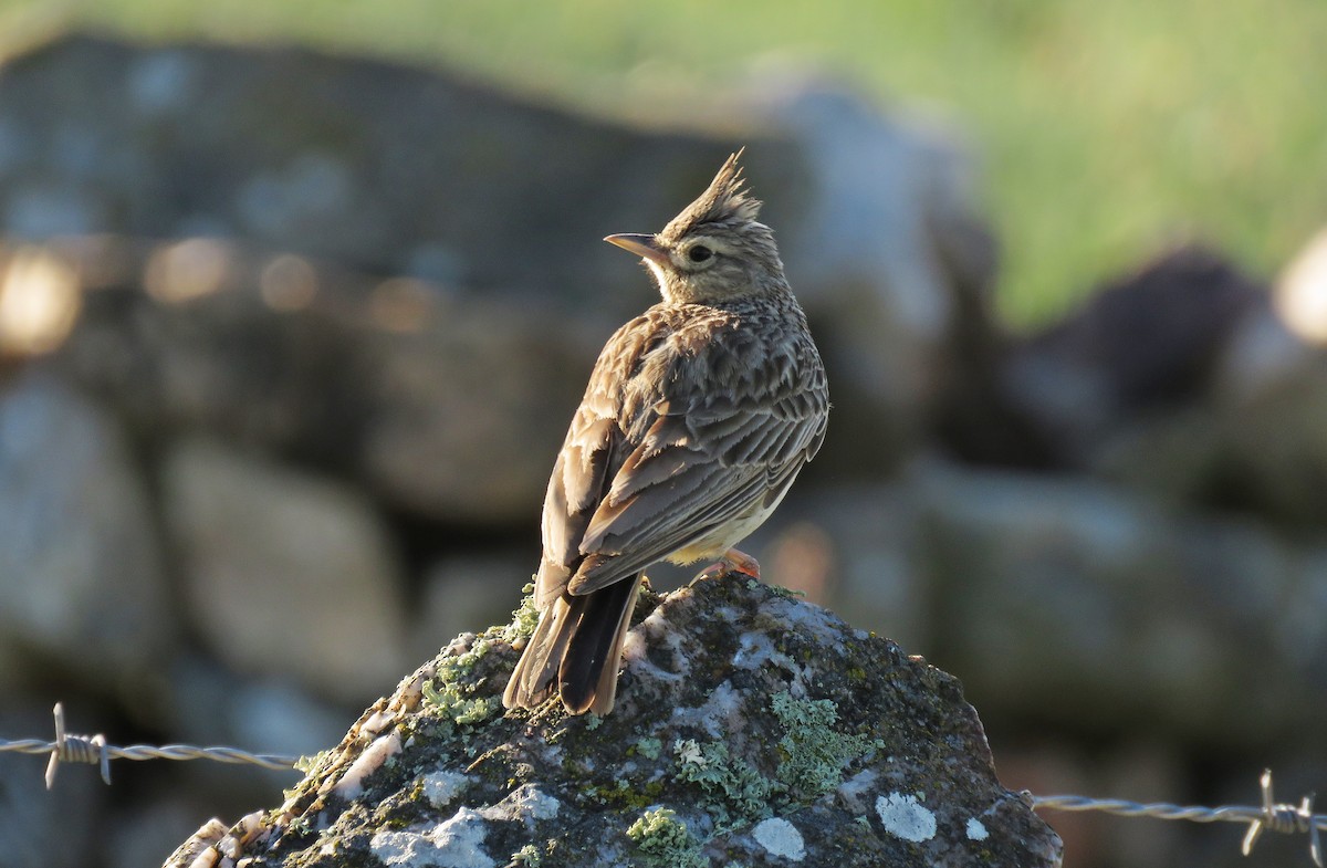 Thekla's Lark - Miguel Rodríguez Esteban