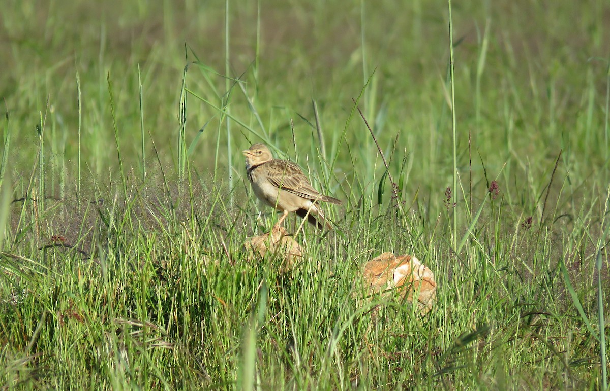 Calandra Lark - ML334908231