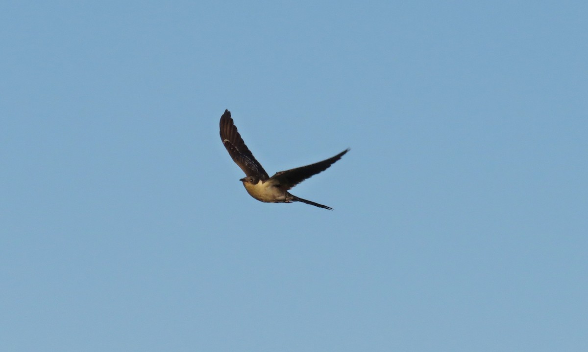 Great Spotted Cuckoo - ML334908251