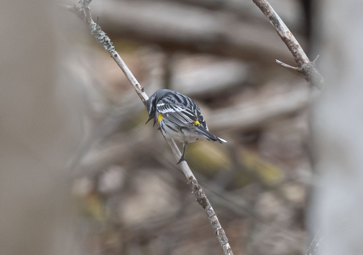 Yellow-rumped Warbler - ML334908521