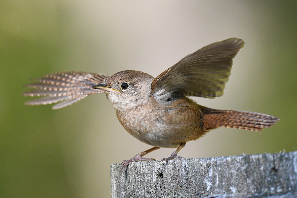 Northern House Wren - ML334908971