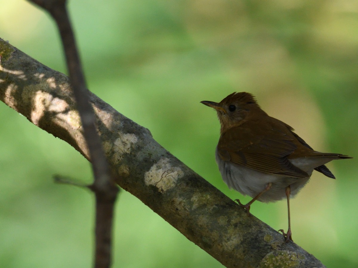 Veery - Carlton Noll