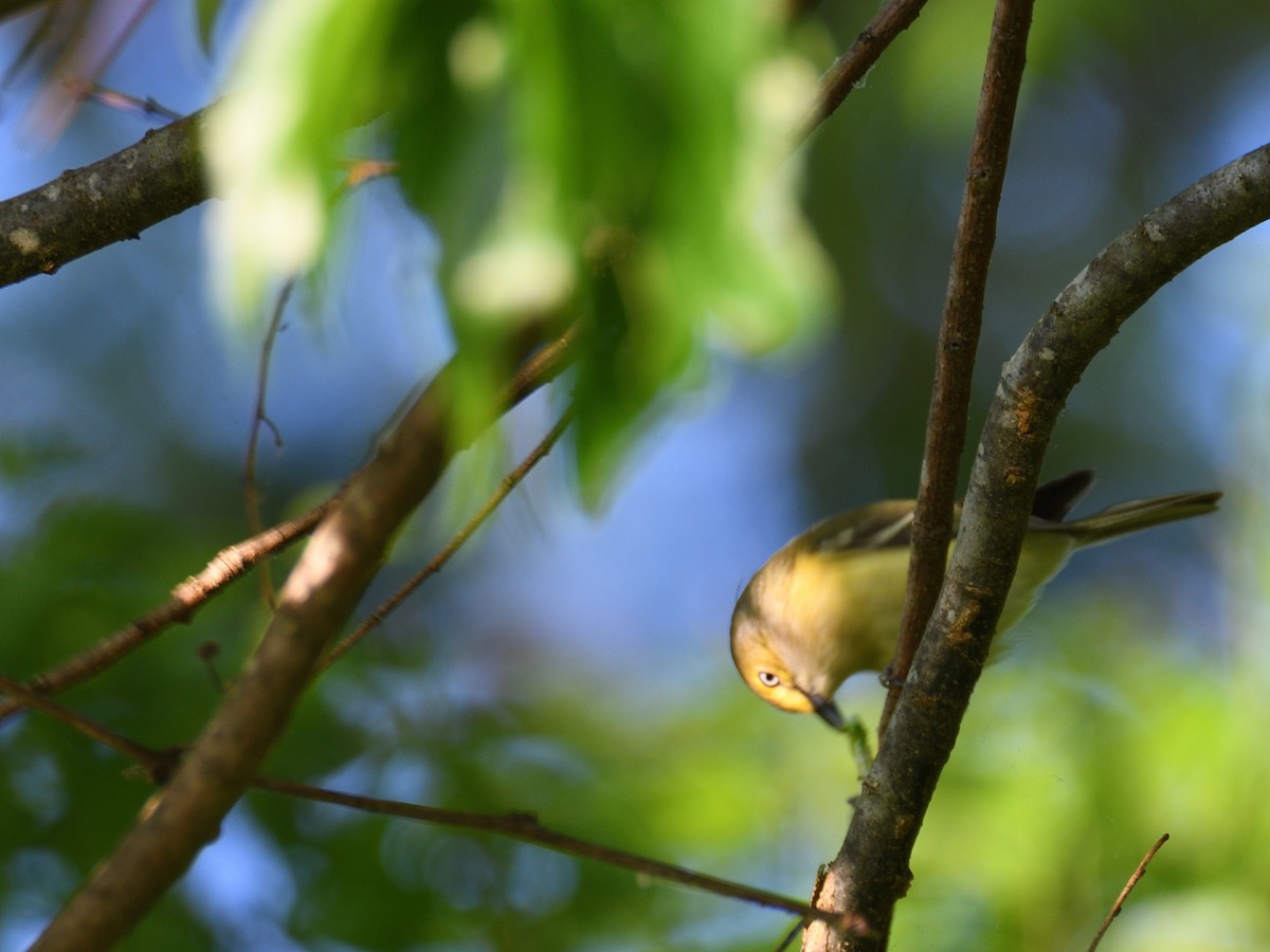 White-eyed Vireo - Carlton Noll