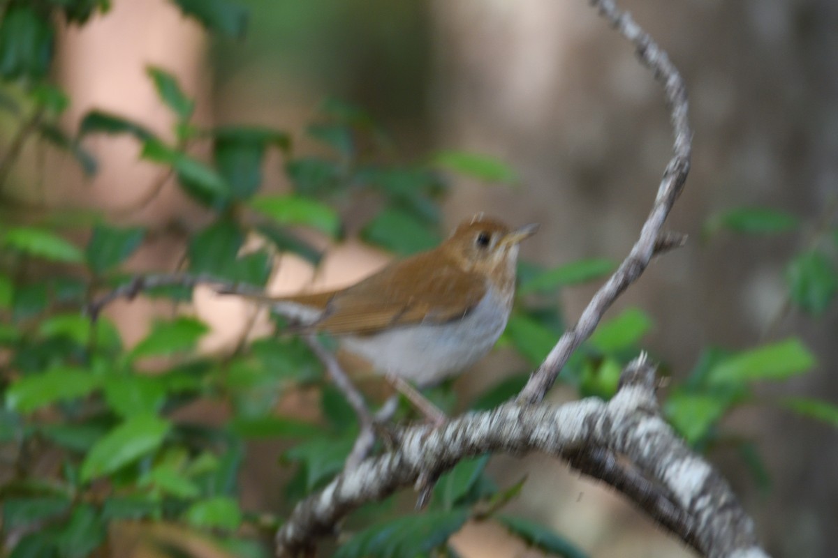 Veery - Carlton Noll