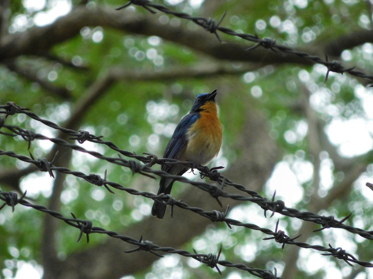 Tickell's Blue Flycatcher - ML33490951