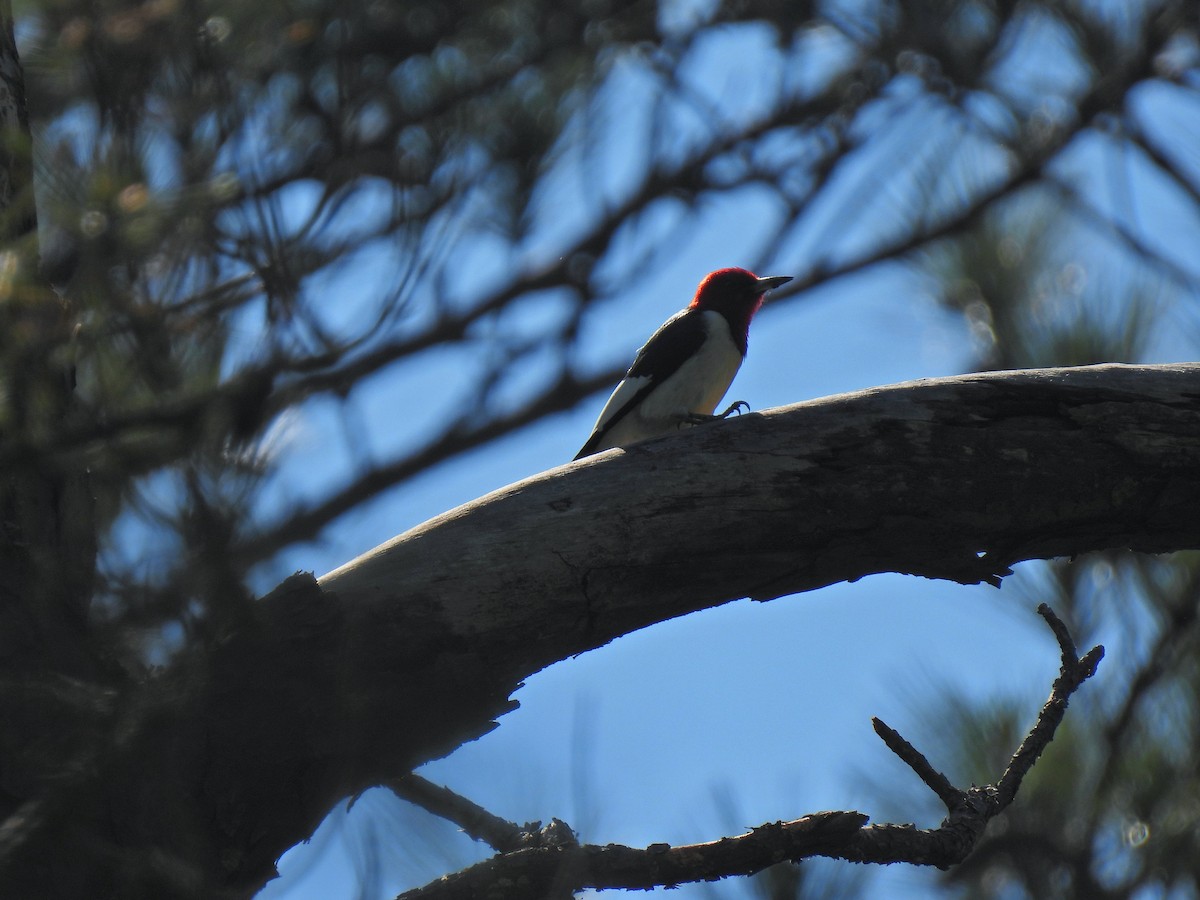 Red-headed Woodpecker - ML334910111