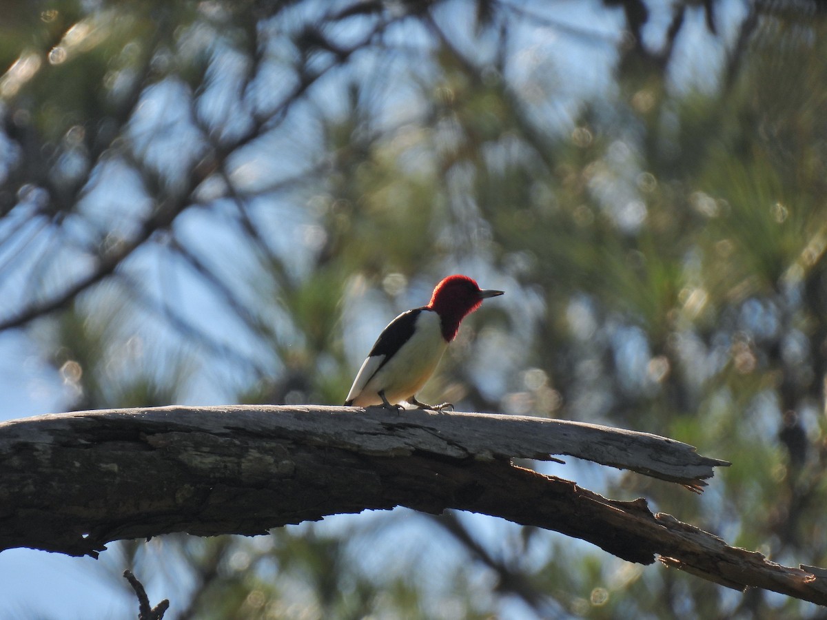 Red-headed Woodpecker - ML334910141