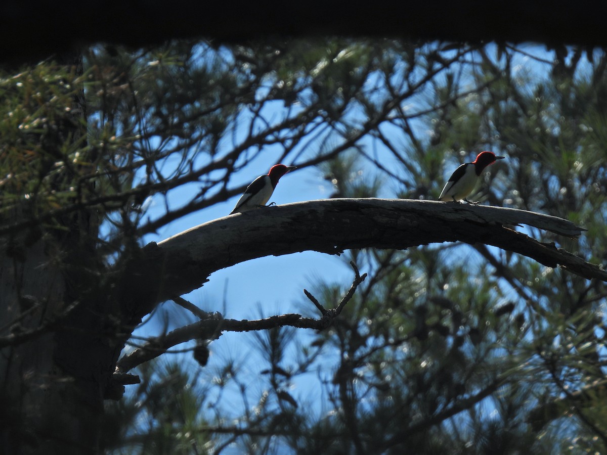 Red-headed Woodpecker - ML334910161