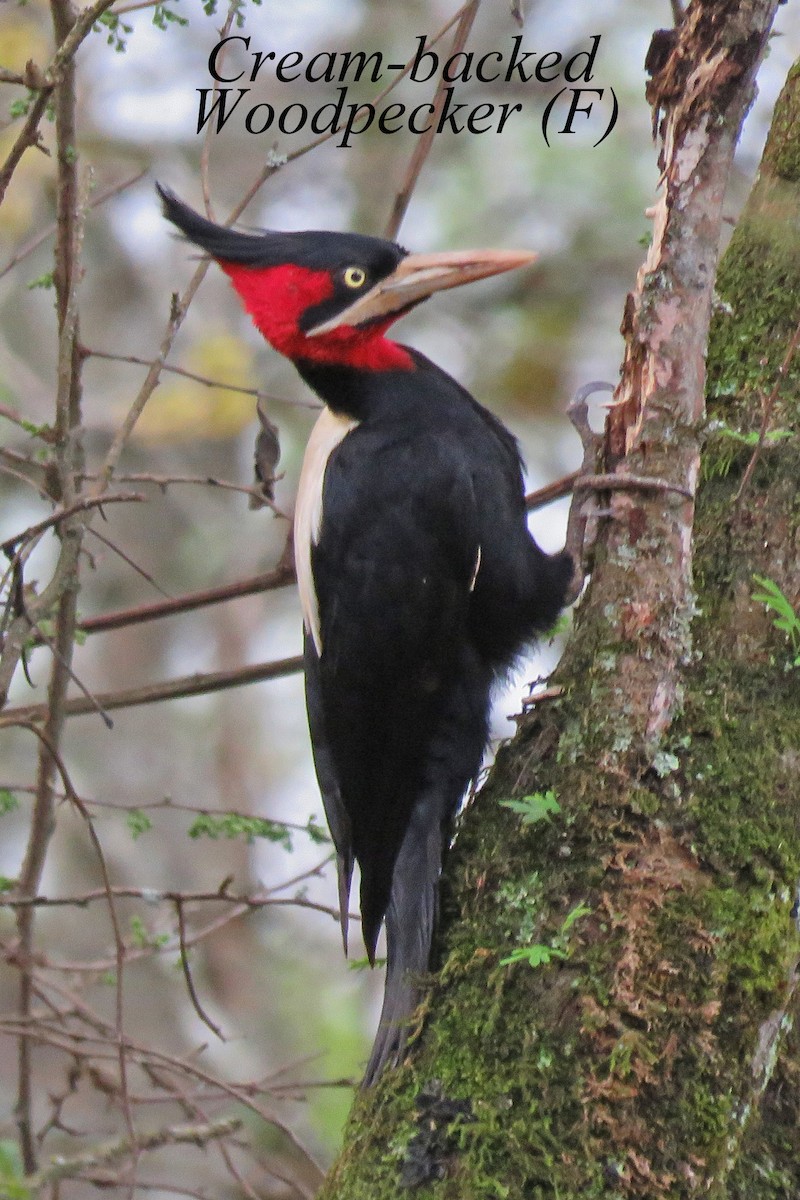 Cream-backed Woodpecker - ML334910361