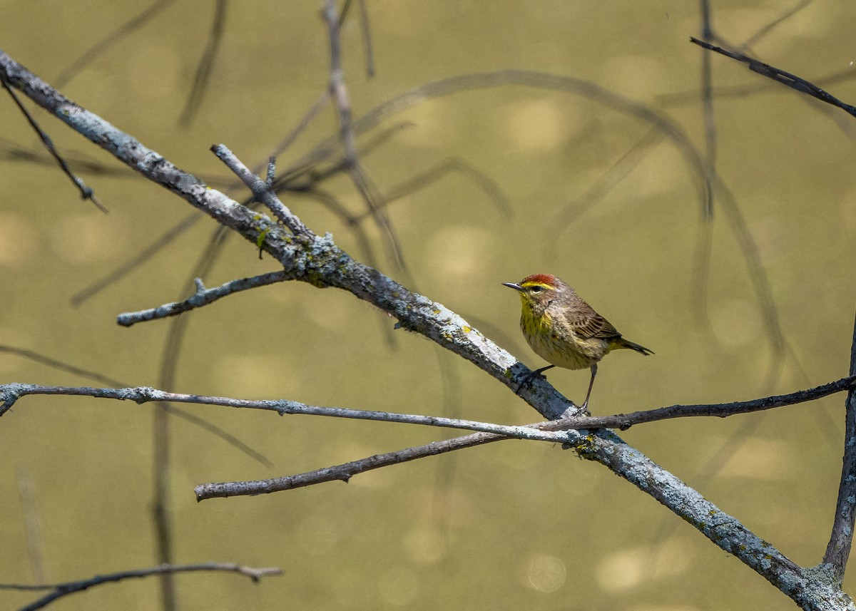 Palm Warbler - Sheila and Ed Bremer