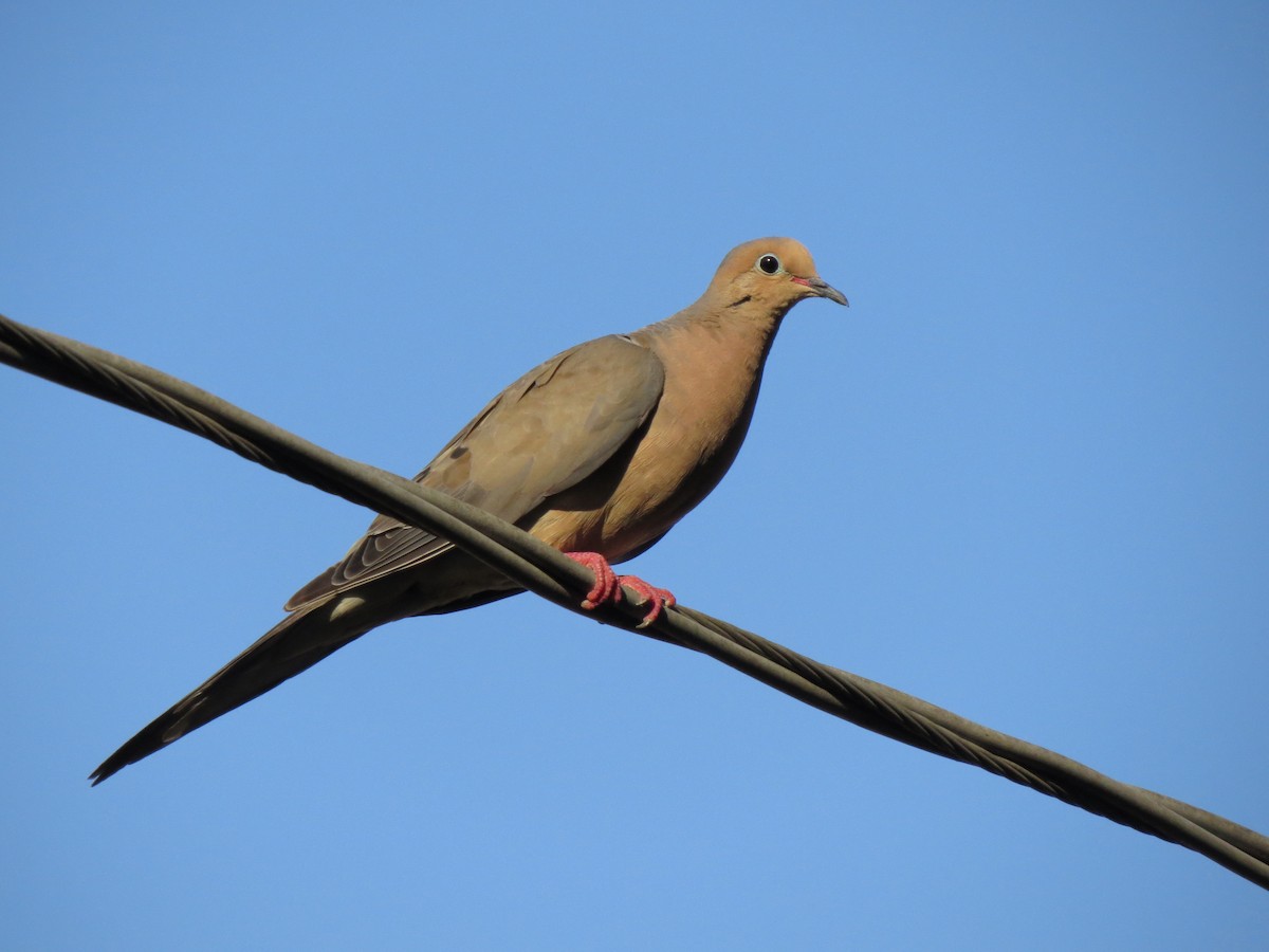 Mourning Dove - Susan Szeszol