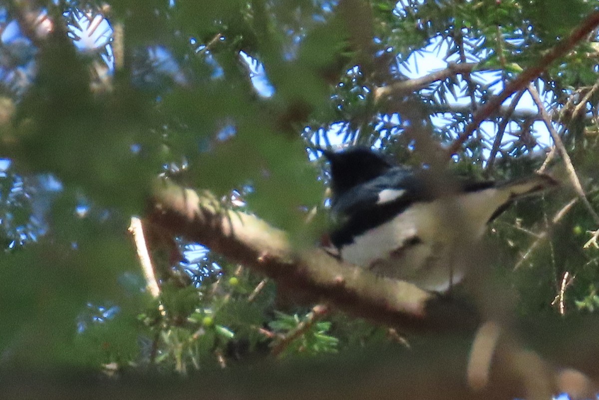 Black-throated Blue Warbler - Glenn Etter