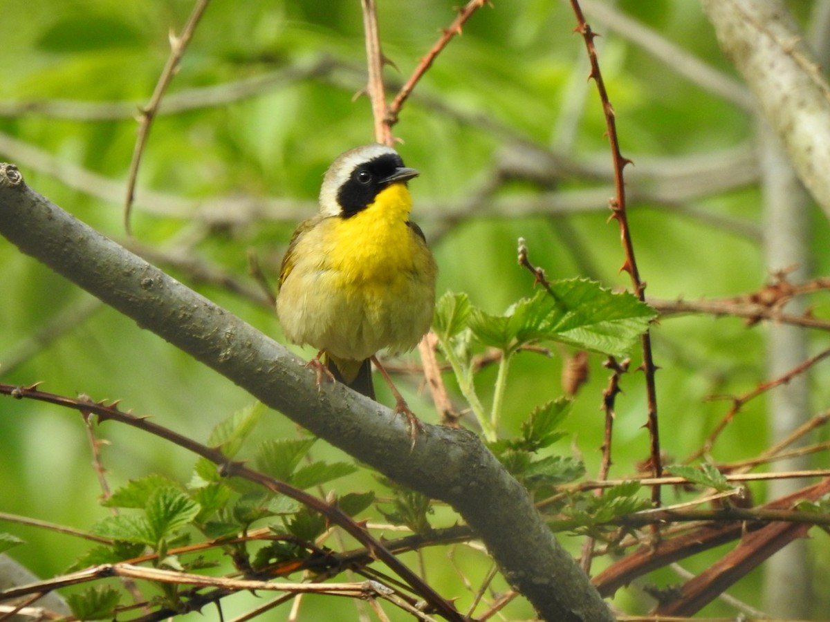 Common Yellowthroat - ML334913291