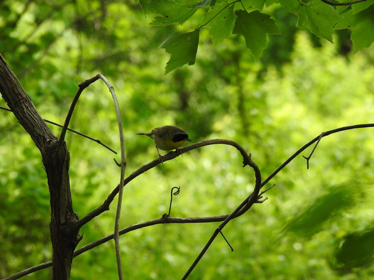 Common Yellowthroat - ML334913301