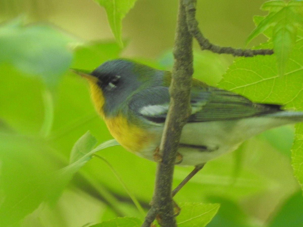 Northern Parula - ML334913611