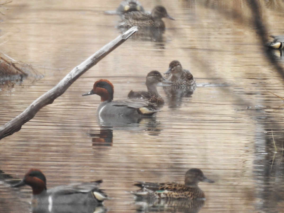 Green-winged Teal - ML334913851