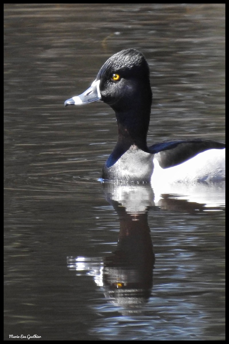 Ring-necked Duck - Marie-Eve Gauthier