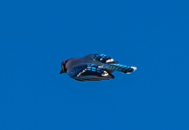 Geai bleu - ML334916481