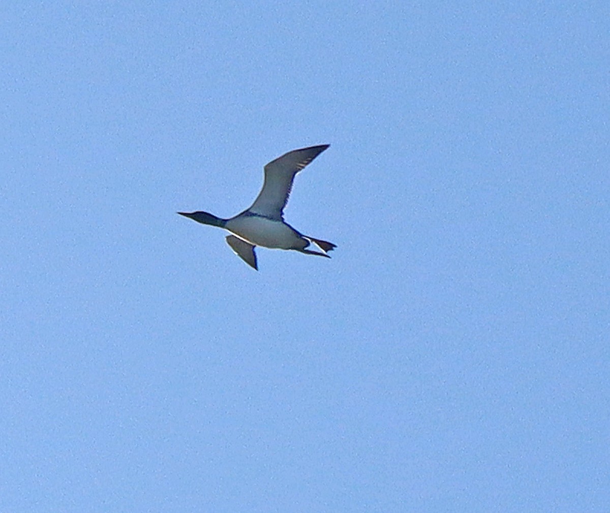 Common Loon - ML334917911