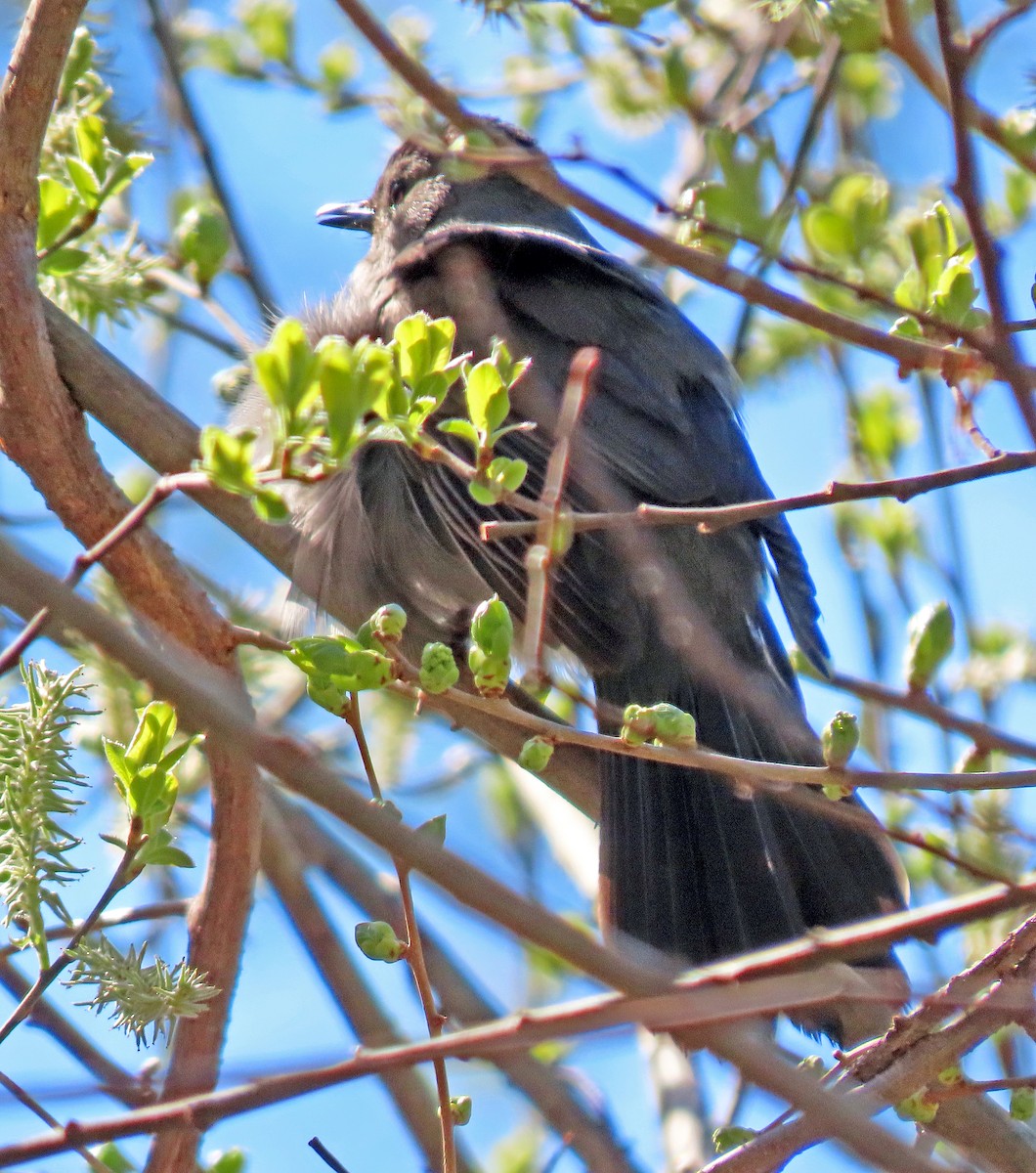 Gray Catbird - ML334918021