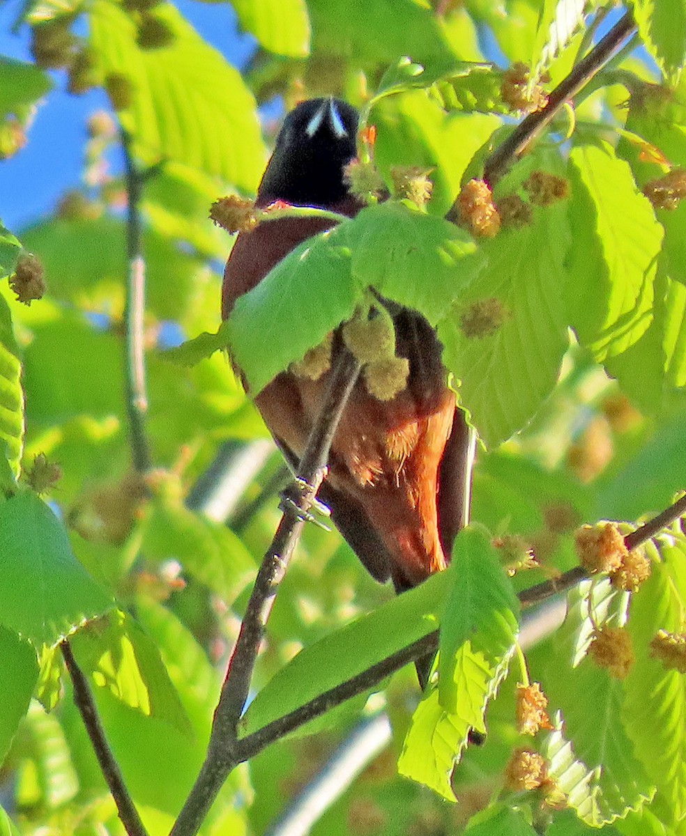Orchard Oriole - ML334918221