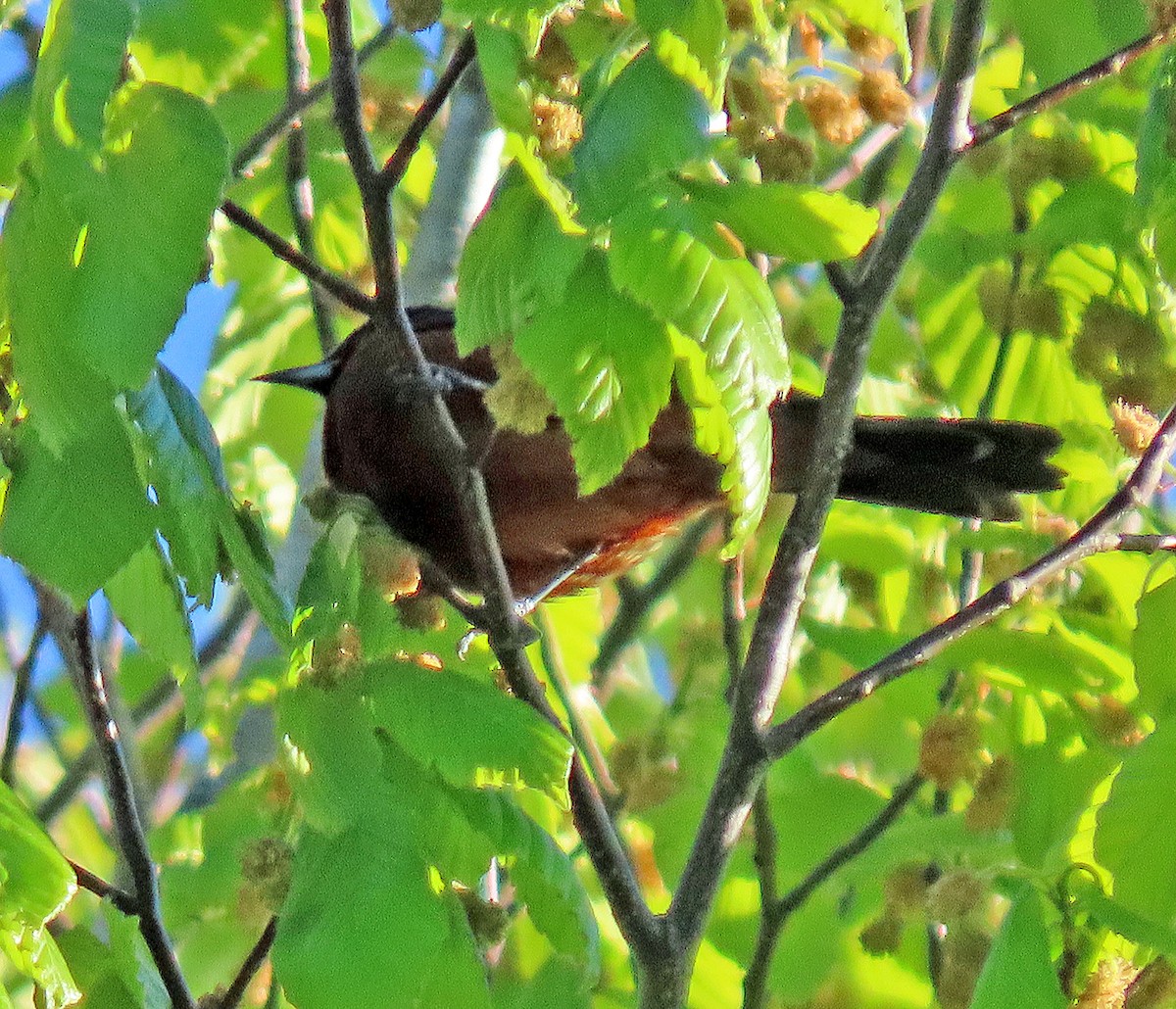 Orchard Oriole - ML334918231