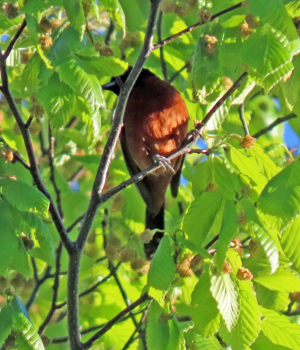 Orchard Oriole - ML334918241