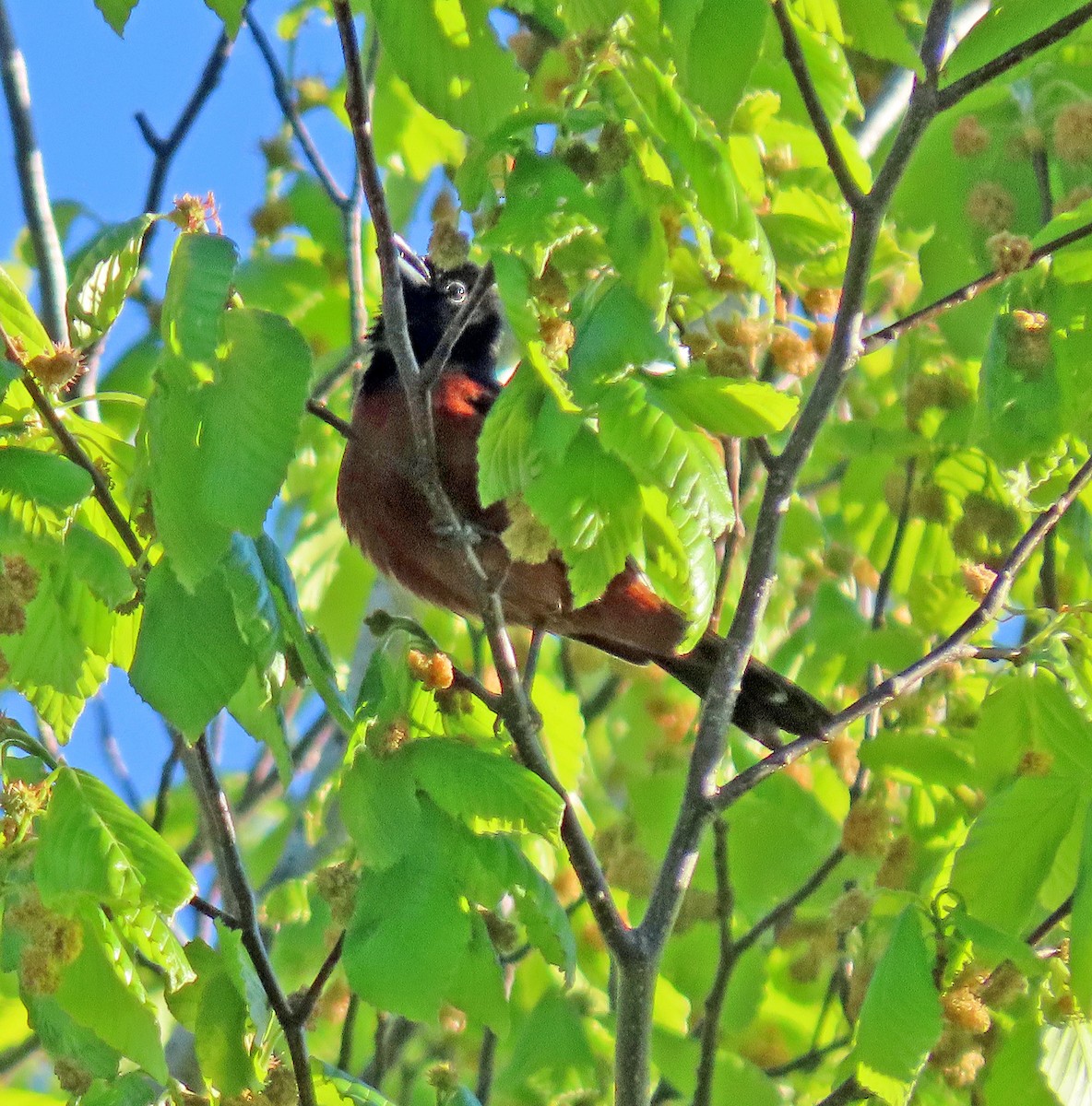 Oriole des vergers - ML334918251