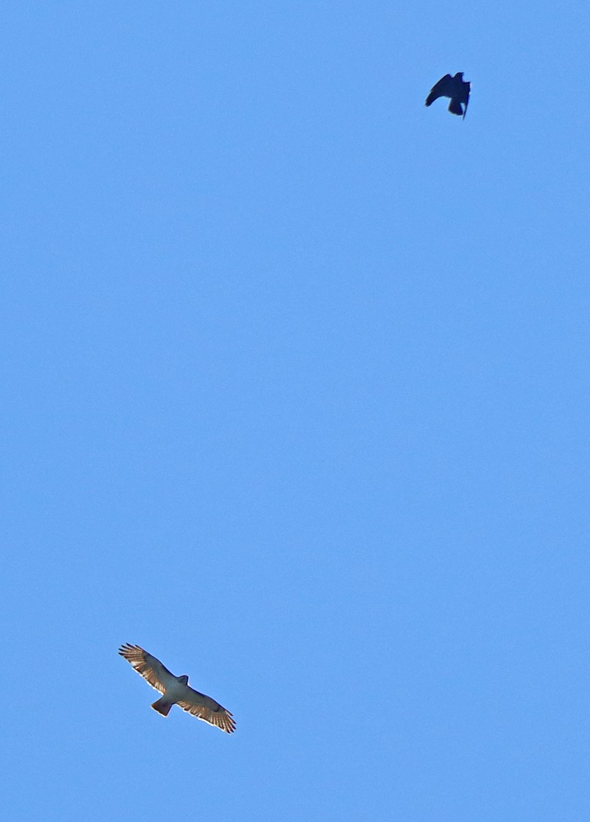 Red-tailed Hawk - ML334918291