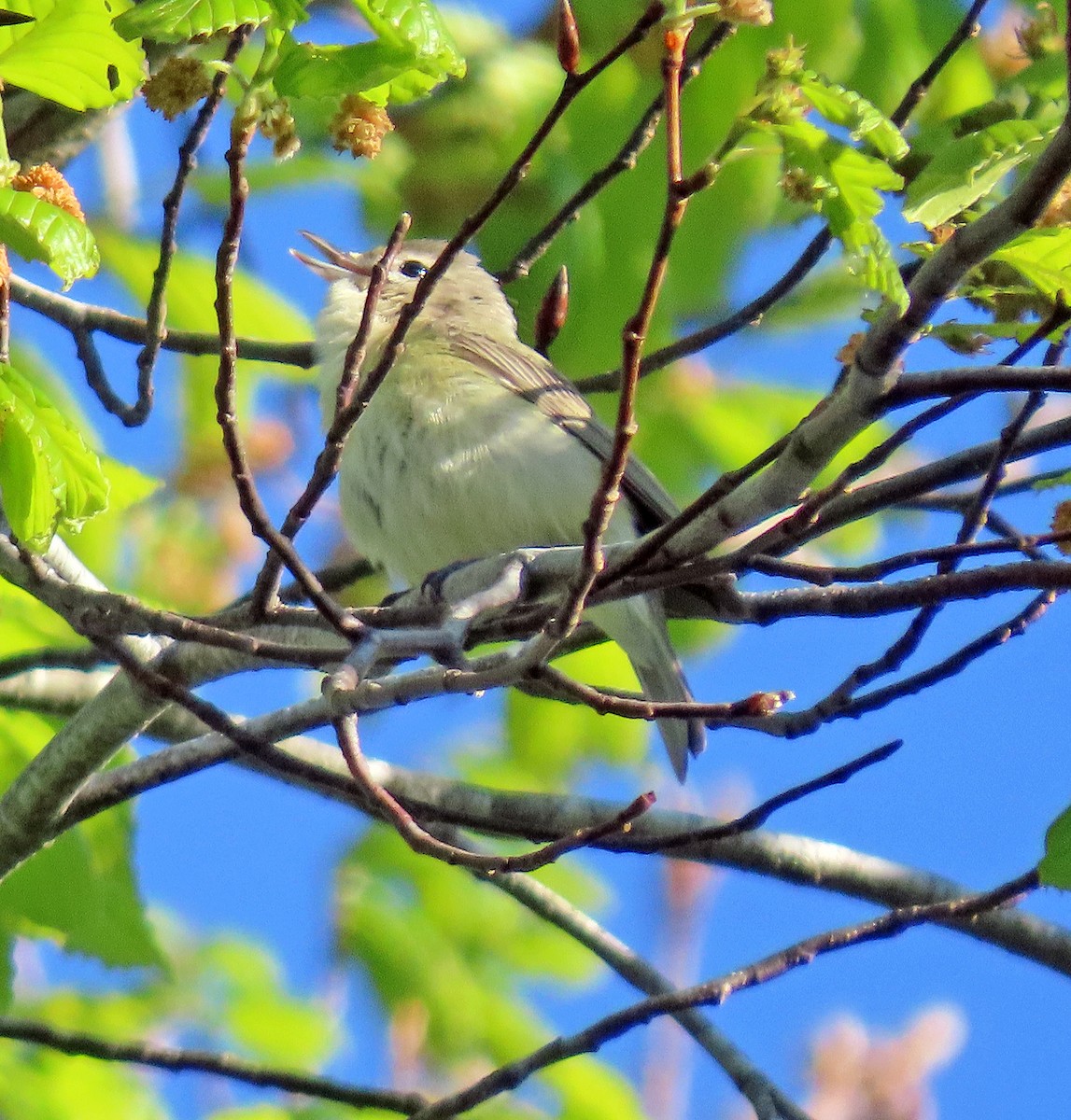 Warbling Vireo - ML334918701