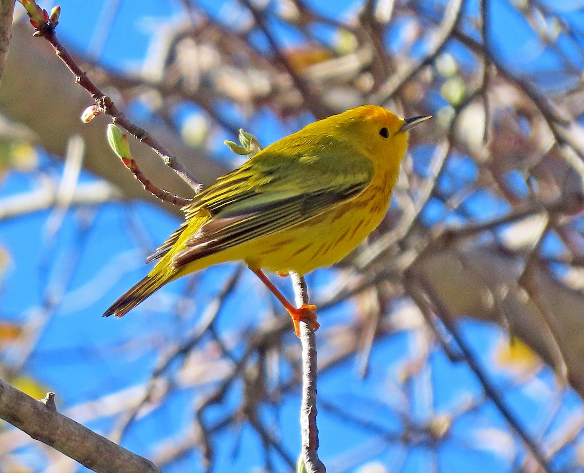 Paruline jaune - ML334918851