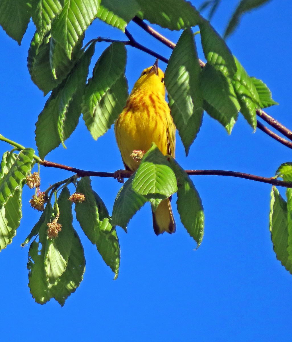 Yellow Warbler - ML334918881