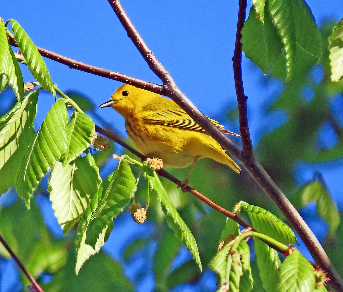 Yellow Warbler - ML334918901