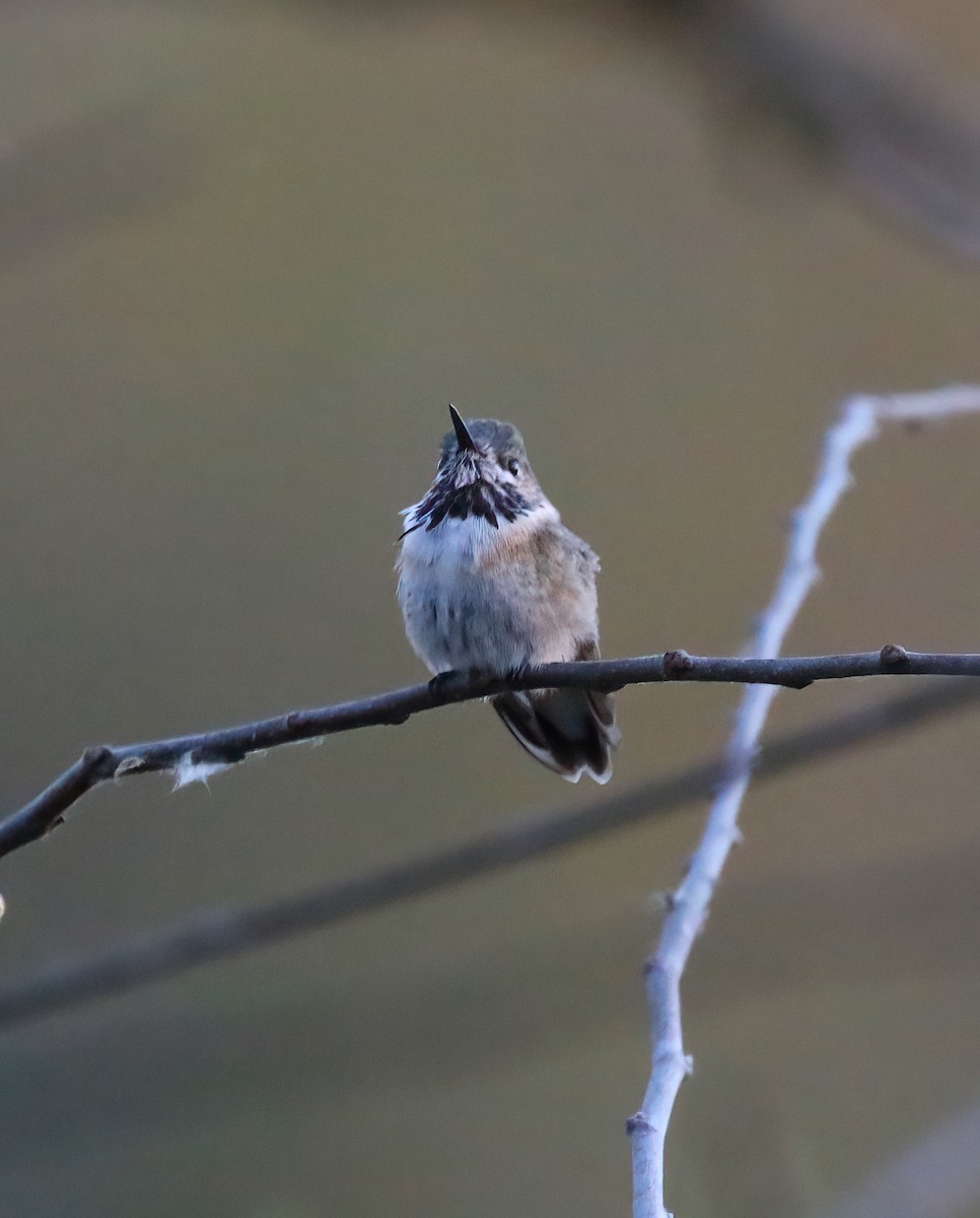 Calliope Hummingbird - Scott Sneed