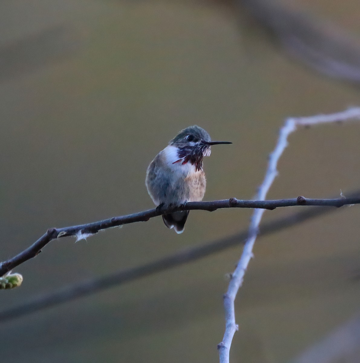 Calliope Hummingbird - ML334919671