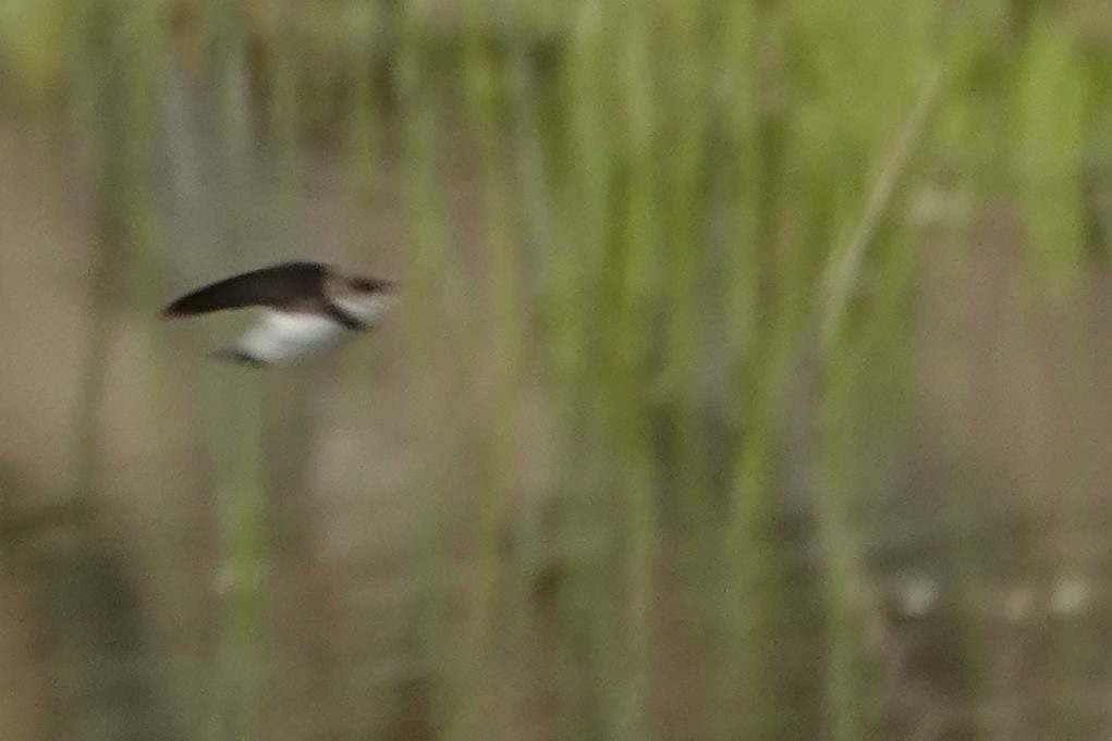 Bank Swallow - ML334919701