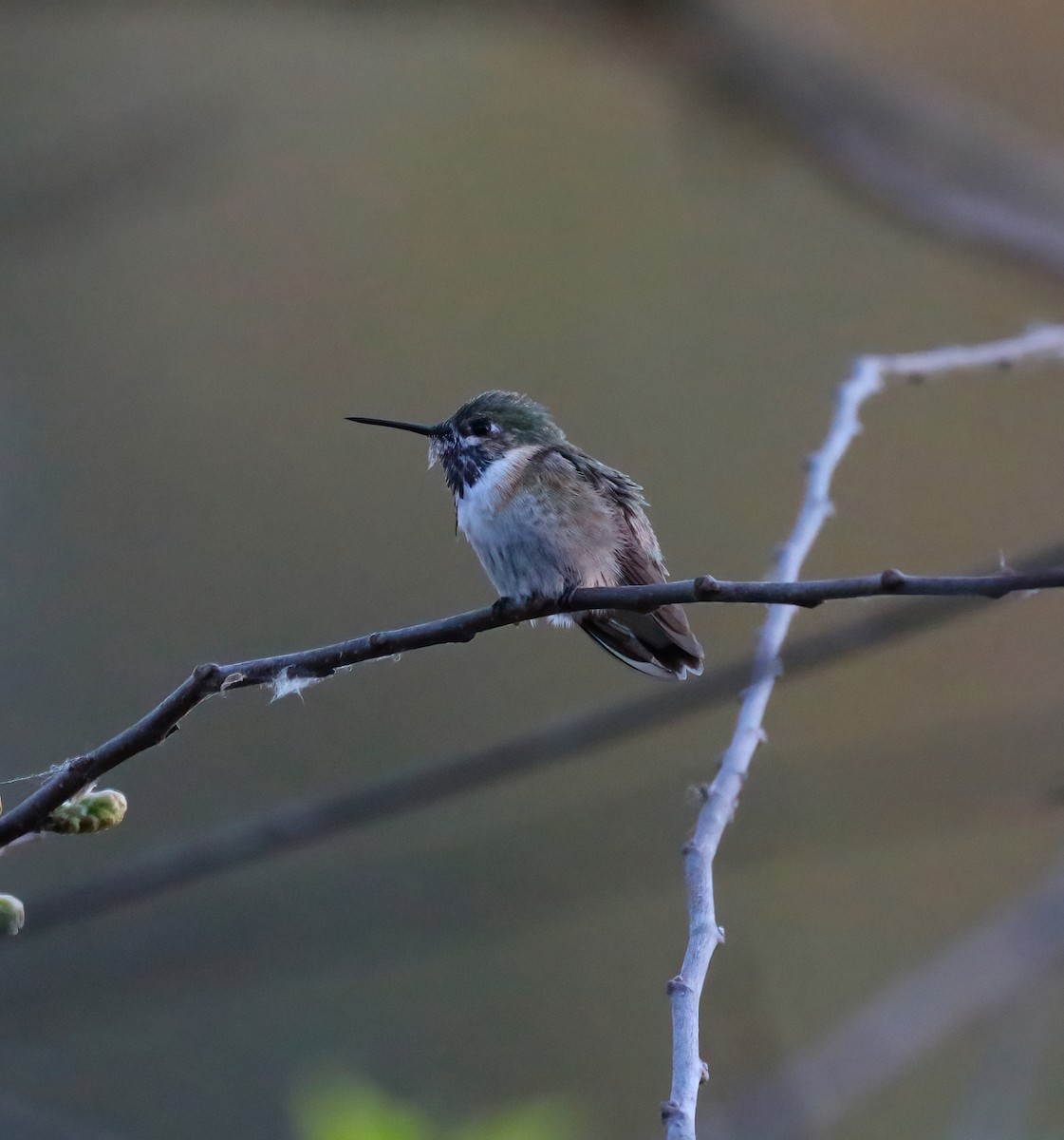 Calliope Hummingbird - ML334919741