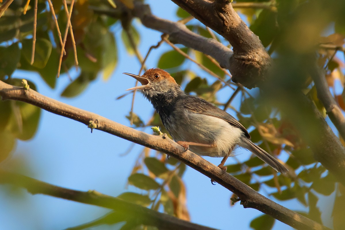 Cambodian Tailorbird - Ayuwat Jearwattanakanok