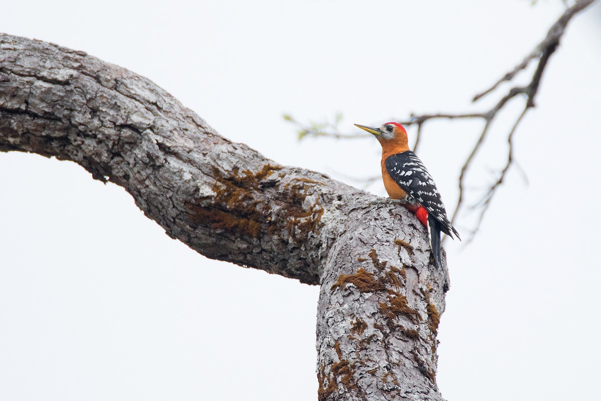 Rufous-bellied Woodpecker - Ayuwat Jearwattanakanok