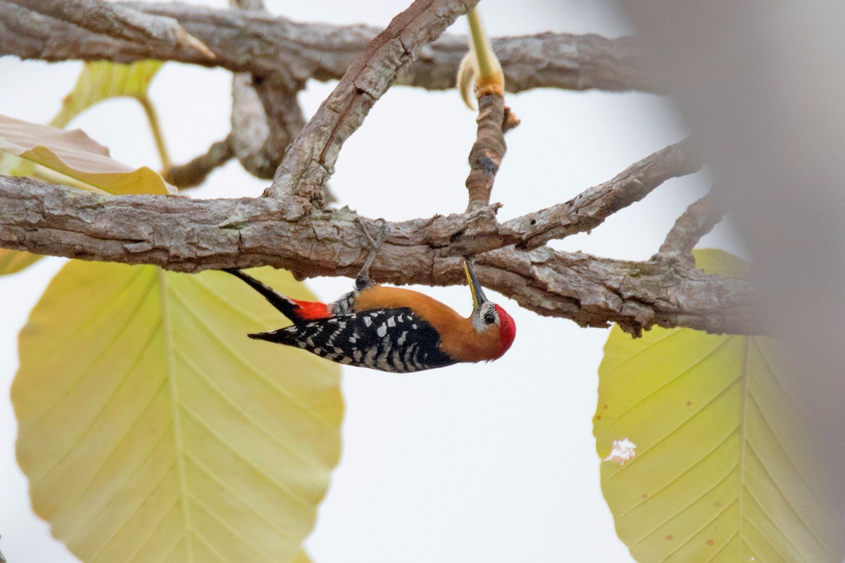 Rufous-bellied Woodpecker - Ayuwat Jearwattanakanok