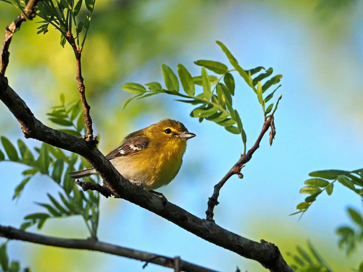 Yellow-throated Vireo - Gary Mueller