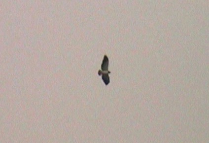 White-tailed Hawk - ML334924561