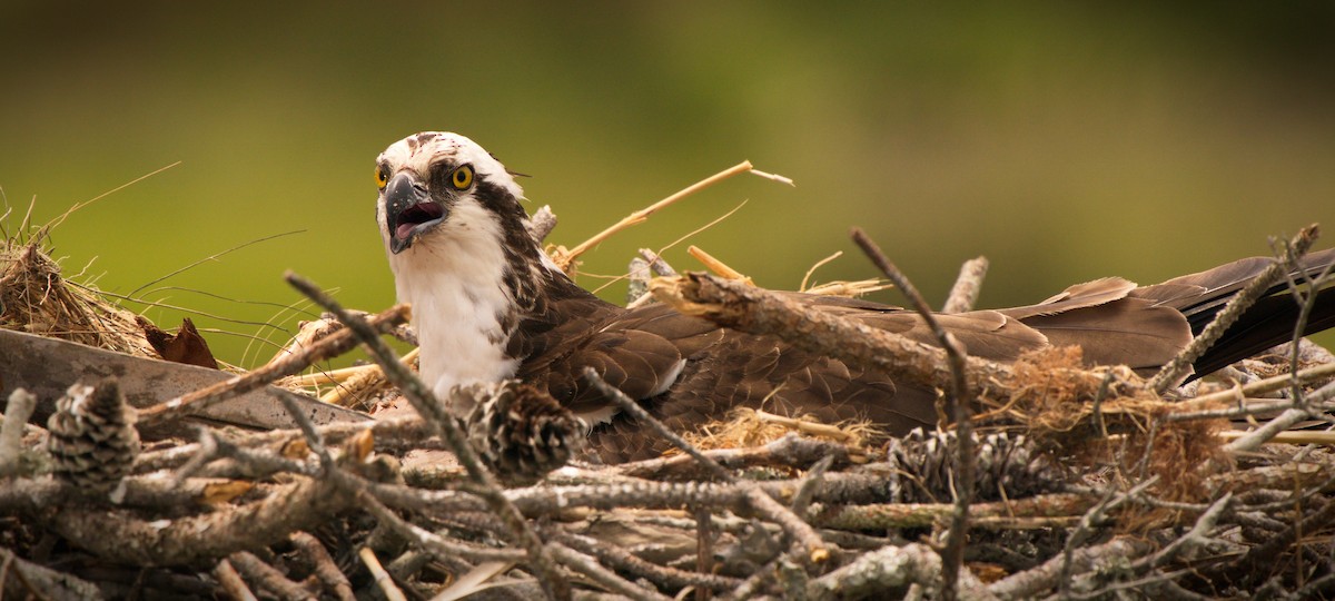 Osprey - ML334924751