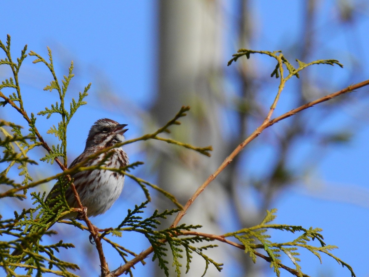 Song Sparrow - ML334926061