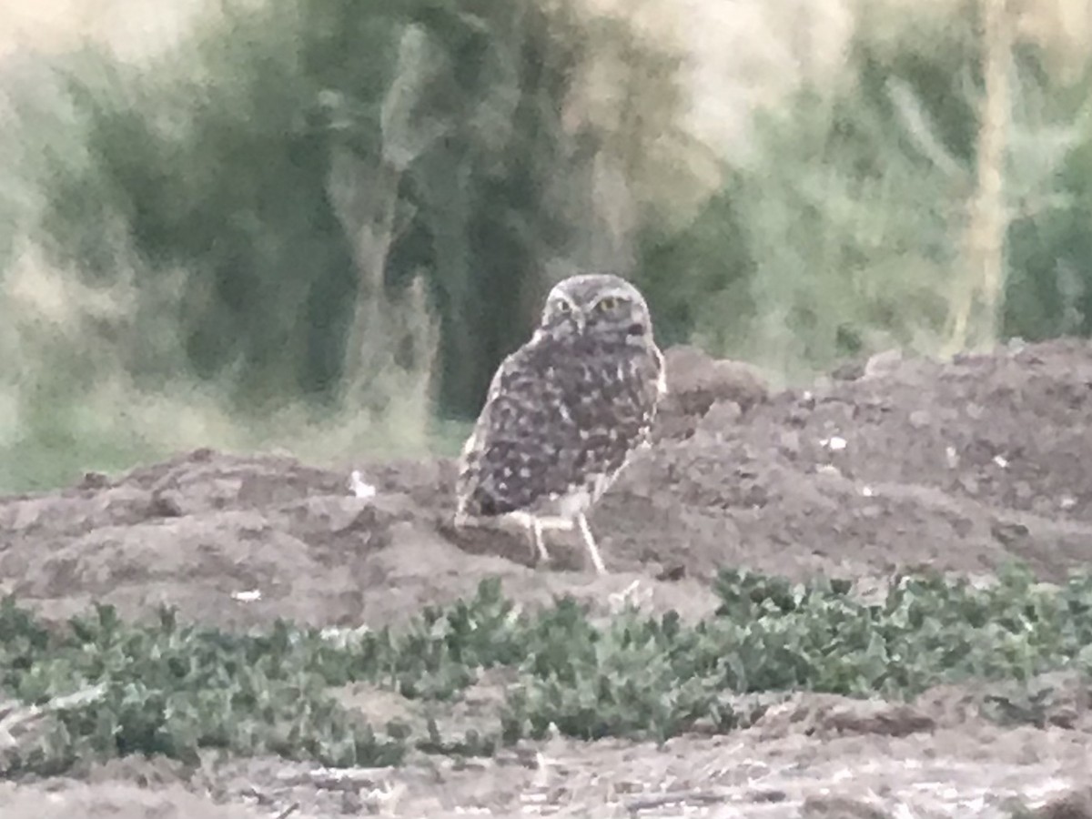 Burrowing Owl - Mike Thompson