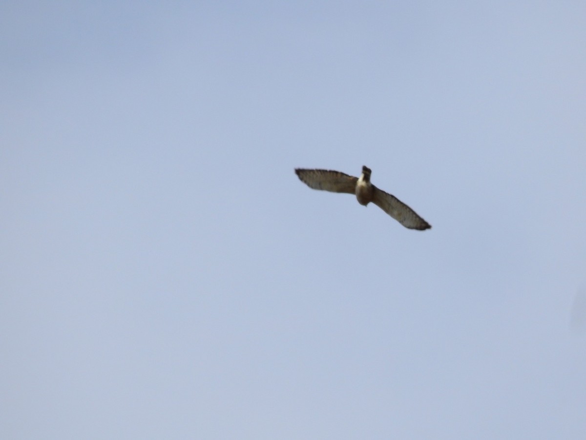 Broad-winged Hawk - ML334926461
