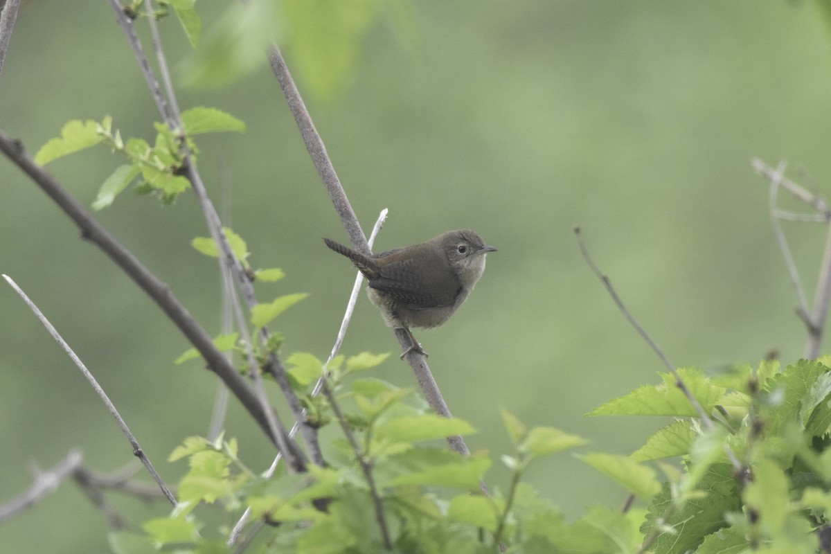 House Wren - C  Thorn