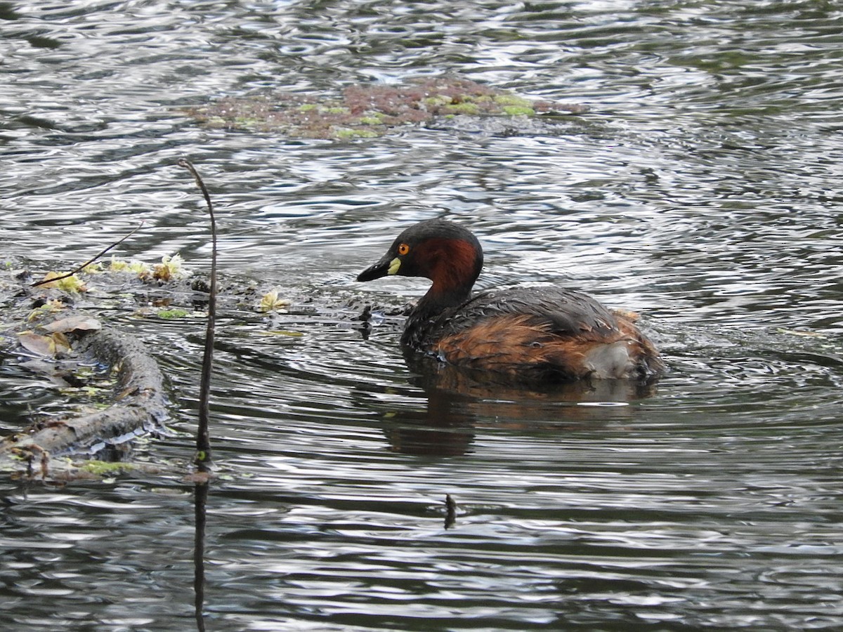 Little Grebe - namassivayan lakshmanan